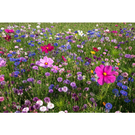 R1774 BLUMENWIESE EXPRESS FELDBLUMEN KRÄUTER SAMEN SCHNELL BLÜHEND 100G