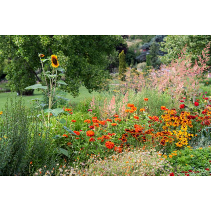 R1774 BLUMENWIESE EXPRESS FELDBLUMEN KRÄUTER SAMEN SCHNELL BLÜHEND 100G