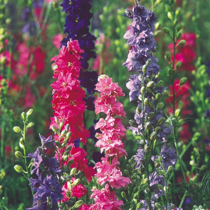 R2801 GARTEN STECHPALME VOLL MIX SOMMER STECHPALME BLUMEN 1G SAMEN