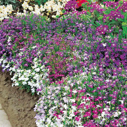 R5837 LOBELIA HÄNGENDE KASKADE GEMISCHT 0.1G LOBELIA BLUMEN SAMENMISCHUNG
