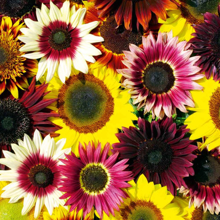 R4232 ZIERSONNENBLUMENMISCHUNG MULTISTEM-SAATGUT 2G EINJÄHRIGE TRAUBENPFLANZE