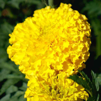 Großblütige Tagetes „Moonlight“, Tagetes-Samen, essbare Blüten, 1 g
