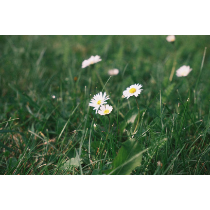 R4638 WIESE GÄNSEBLÜMCHEN WEISS RASEN GÄNSEBLÜMCHENSAMEN 0.2G