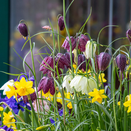 Fritillaria meleagris Mix, Schachblume, Blumenzwiebeln, Größe 6/7, 50 Stück
