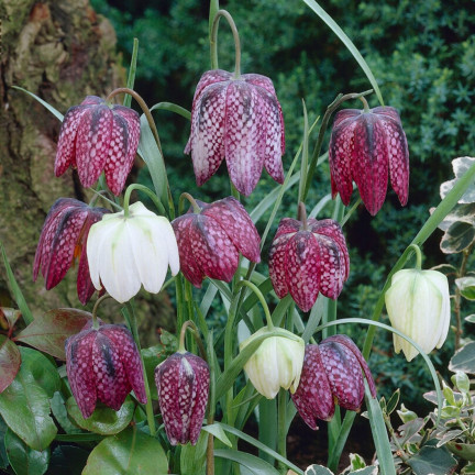 Fritillaria meleagris Mix, Schachblume, Blumenzwiebeln, Größe 6/7, 50 Stück
