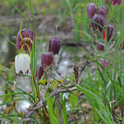 Fritillaria meleagris Mix, Schachblume, Blumenzwiebeln, Größe 6/7, 50 Stück