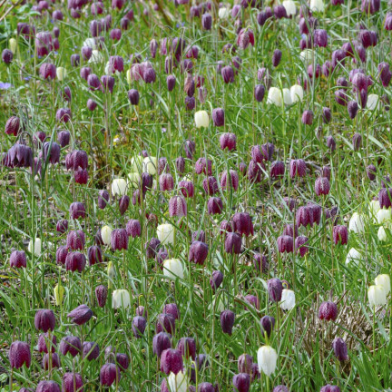 Fritillaria meleagris Mix, Schachblume, Blumenzwiebeln, Größe 6/7, 50 Stück