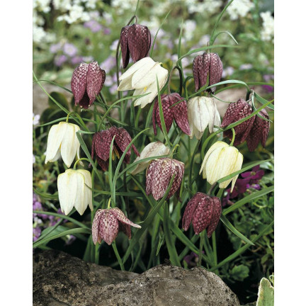 Fritillaria meleagris Mix, Schachblume, Blumenzwiebeln, Größe 6/7, 50 Stück