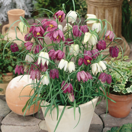 Fritillaria meleagris Mix, Schachblume, Blumenzwiebeln, Größe 6/7, 50 Stück