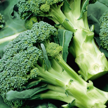 W1008 Brokkolisamen CALABRESE NATALINO FERTILE VITAMINQUELLE LEICHT ANZUBAUEN