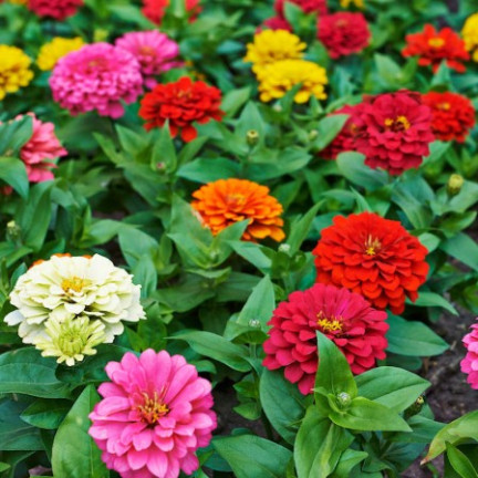 R0487 DALY BLEND 1 GRAM Schnittblumensamen für den Garten