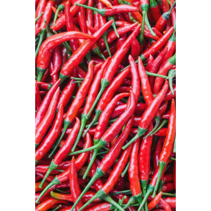 W1137 DE CAYENNE HOT CHILLI PFEFFERSAMEN WÜRZIG 0,5G