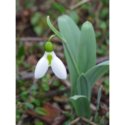 Galanthus „Elwesii“ (Schneeglöckchen), Blumenzwiebeln, Größe 4/5, 50 Stück.