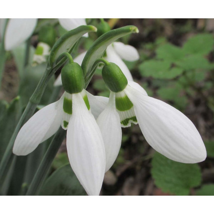 Galanthus „Elwesii“ (Schneeglöckchen), Blumenzwiebeln, Größe 4/5, 50 Stück.