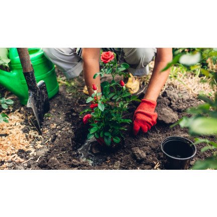 Rosenerde, Blumenerde zum Umtopfen, Spezialerde mit Perlit, Biovita 20 l