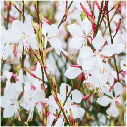 R5505 GAURA WHITE SEEDS Weiße BLÜTEN FÜR DEN GARTEN FERTILISER'S PLOT