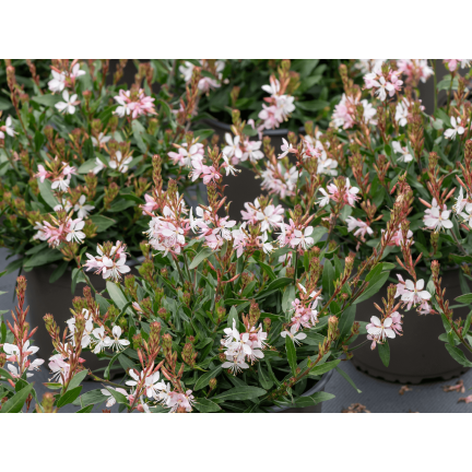 R5505 GAURA WHITE SEEDS Weiße BLÜTEN FÜR DEN GARTEN FERTILISER'S PLOT