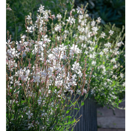 R5505 GAURA WHITE SEEDS Weiße BLÜTEN FÜR DEN GARTEN FERTILISER'S PLOT