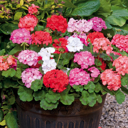 Beet-Geranien-Mischung, Pelargonium zonale, Geraniensamen-Mischung