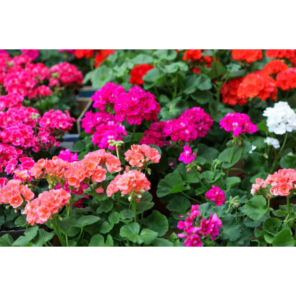 Beet-Geranien-Mischung, Pelargonium zonale, Geraniensamen-Mischung