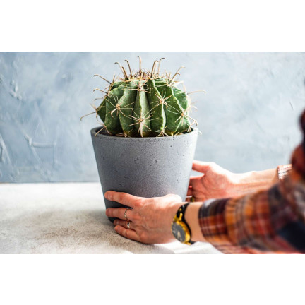 BIO10 ERDE FÜR KAKTEEN UND SUKKULENTEN ALOE VERA DURCHLÄSSIG 5L