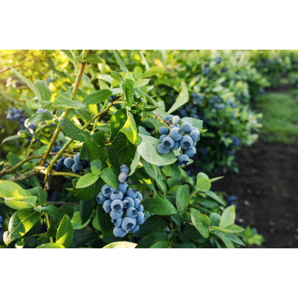 Organischer Dünger für Heidelbeeren, Granulat für Heidelbeeren, BIO, natürlich, Biovita 3 kg