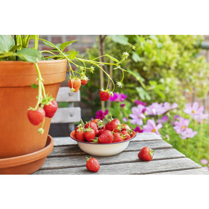 Sumin-Dünger für Erdbeeren, Walderdbeeren, Himbeeren und Brombeeren, optimale Zusammensetzung, 1 kg