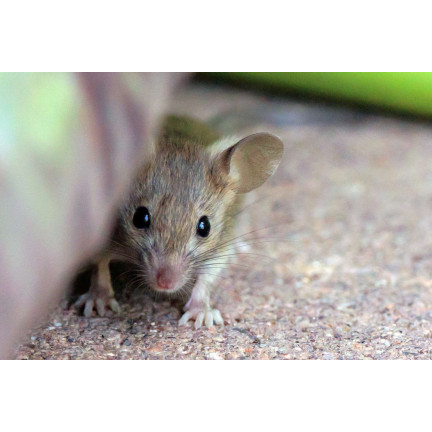 Granulat gegen Mäuse, Nagetiere und Ratten, 25 ppm, Sumin-Box, 480 g (4 x 120 g)