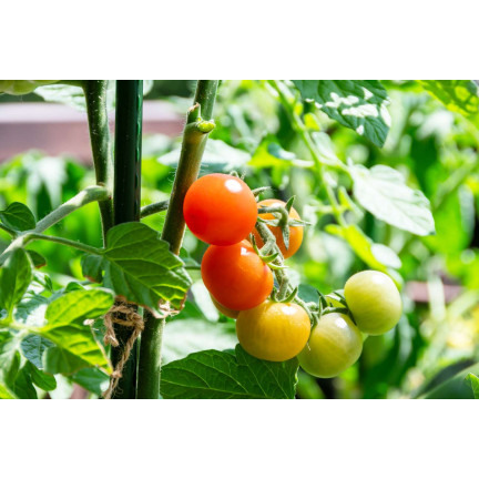 Organischer Dünger für Tomaten und Gemüse, Sumin Organic, 1 kg, BIO-Granulat