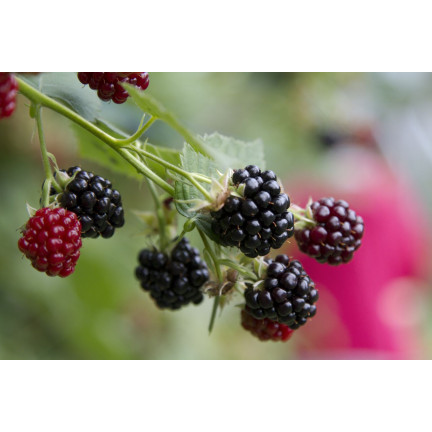 Sumin-Dünger für Erdbeeren, Walderdbeeren, Himbeeren und Brombeeren, optimale Zusammensetzung, 1 kg