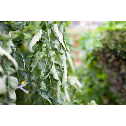 SUM39 Sumin Help Plant CU 20ml Kupfermangel Pflanzenspray