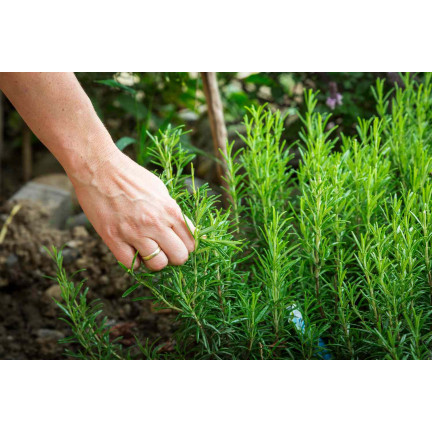 Z3028 ROSMARIN AROMATISCHE KRÄUTER SAMEN MEHRJÄHRIG 0.1G