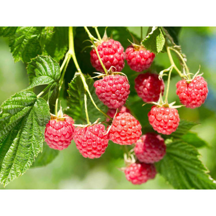 Sumin-Dünger für Erdbeeren, Walderdbeeren, Himbeeren und Brombeeren, optimale Zusammensetzung, 1 kg