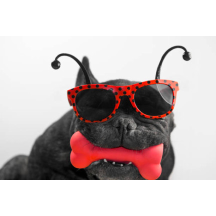 TG56080 BONE Chew mit Quietschwürfel HUNDSPIELZEUG