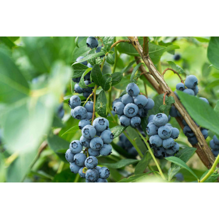 SUM12 Dünger für Heidelbeeren, Sumin, 1 kg, optimale Zusammensetzung, zur Düngung von Heidelbeeren