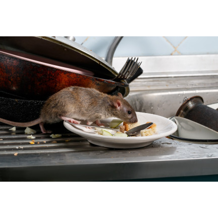 SUM61 SUMIN MÜSLISCHACHTEL RODENTIZID GIFT FÜR MÄUSE 500G (4X125G)