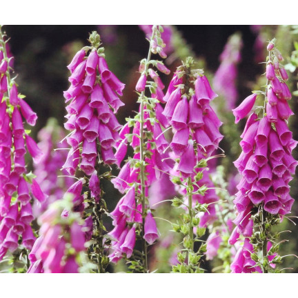 R2184 Digitalis purpurea MIX zweijährig gefleckt Digitalis purpurea