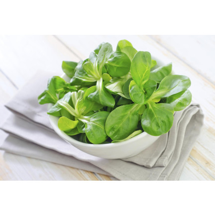 W1186 FELDSALAT GEMÜSESAMEN VITAMINREICHER KOPFSALAT 1G