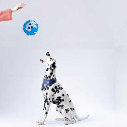 19041 Hund Ball Katze quietschend kauen Spielzeug Gummi