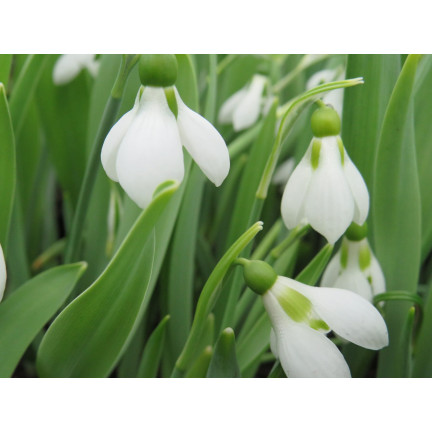 Galanthus „Elwesii“ (Schneeglöckchen), Blumenzwiebeln, Größe 4/5, 50 Stück.
