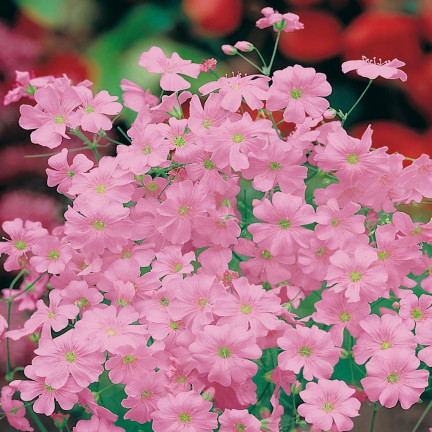 R4591 RAFFINIERT ROSA GYPSOPHILA 1G BLUME SAMEN JÄHRLICH
