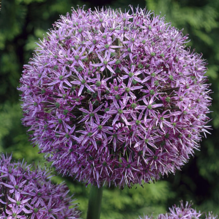 CEB22 GIGANT GORGEOUS Knoblauchzwiebel Blumenzwiebel ALLIUM GLADIATOR 1St. 20/+