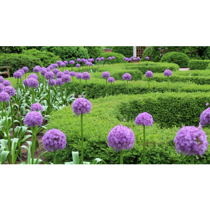 CEB22 GIGANT GORGEOUS Knoblauchzwiebel Blumenzwiebel ALLIUM GLADIATOR 1St. 20/+
