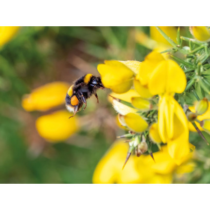 SUM36 BIOPOLIN 10ML SUMIN LOCKT BIENEN HUMMELN LANGWIRKEND