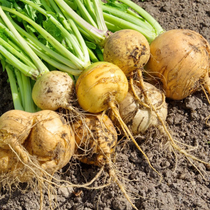 Speiserübe „Goudball“, Rübensamen, gelb, süßliches Fruchtfleisch, Toraf, 10 g