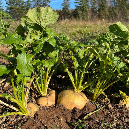 Speiserübe „Goudball“, Rübensamen, gelb, süßliches Fruchtfleisch, Toraf, 10 g