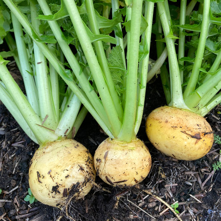 Speiserübe „Goudball“, Rübensamen, gelb, süßliches Fruchtfleisch, Toraf, 10 g
