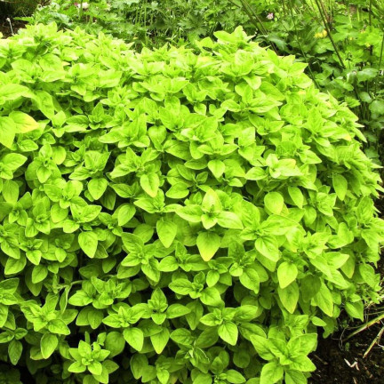 Z3018 MAJORAN KRÄUTERSAMEN AROMATISCHE BEILAGE 1G