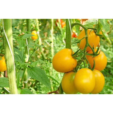 W1265 GEMAHLENE TOMATE TALL YELLOWSTONE SAMEN TOMATE SAFTIG GROSS 0.3G