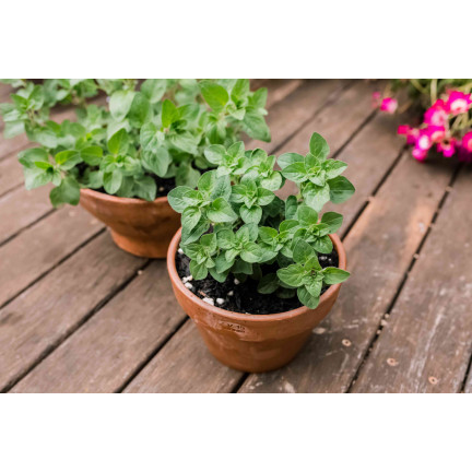 Z3026 OREGANO OREGANO KRÄUTERSAMEN AROMATISCHES KRAUT FÜR JEDE KÜCHE 0.5G